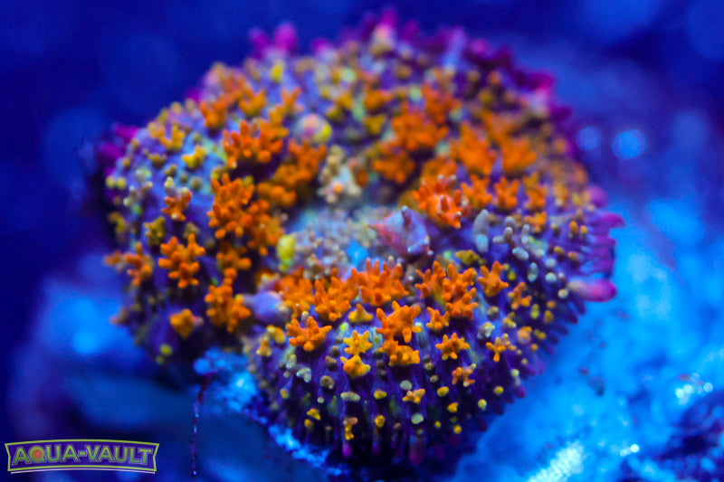 OG Gonzo's Golden Dragon Bounce Mushroom 2