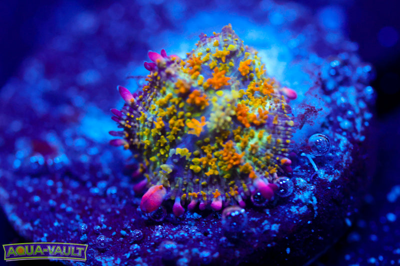 OG Gonzo's Golden Dragon Bounce Mushroom 3