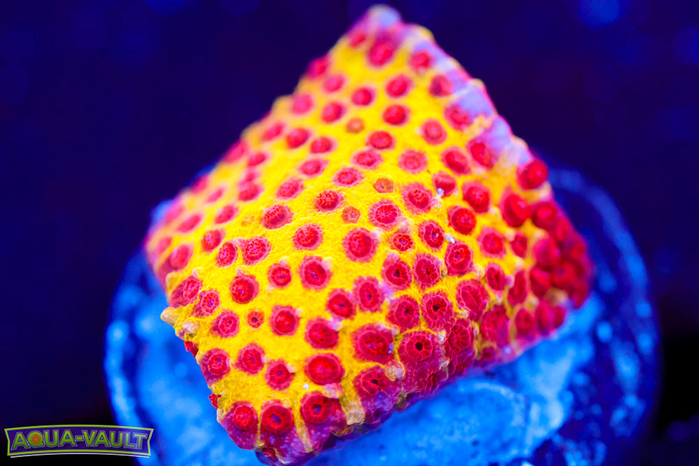 JF Burning Banana Stylocoeniella 2