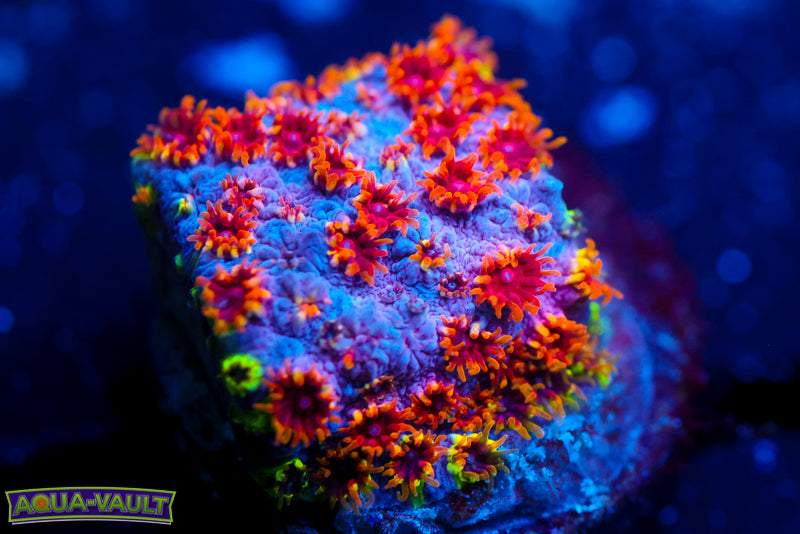 Skittles Bomb Cyphastrea 1