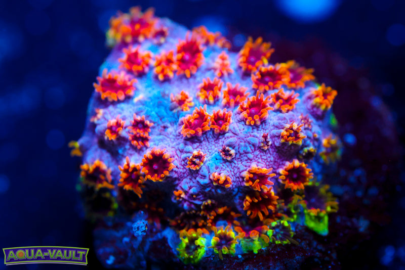 Skittles Bomb Cyphastrea 2