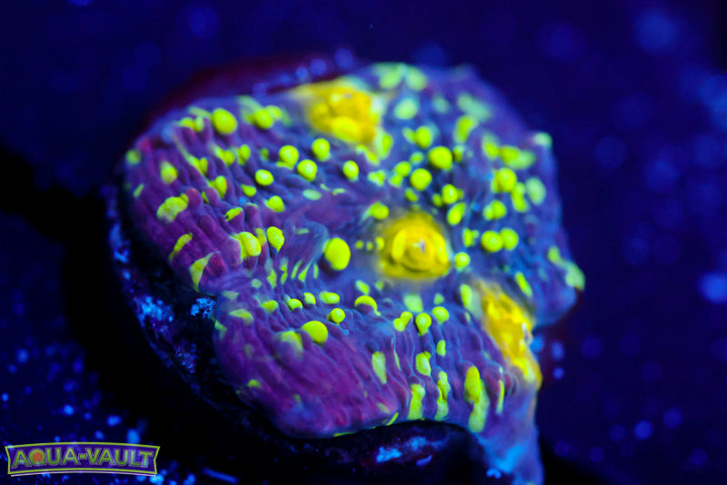 CV Nekrit Expanse Chalice 1