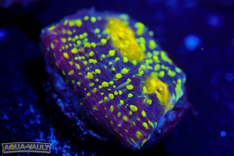 CV Nekrit Expanse Chalice 2