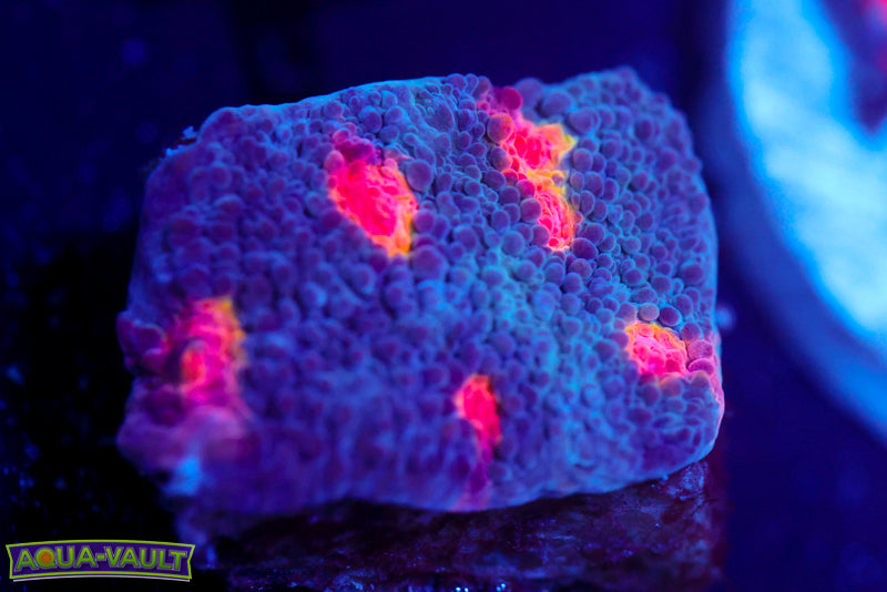 Miami Hurricane Chalice 1