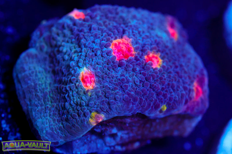 Miami Hurricane Chalice 2