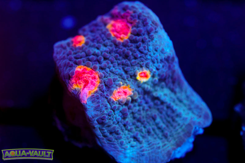 Miami Hurricane Chalice 3