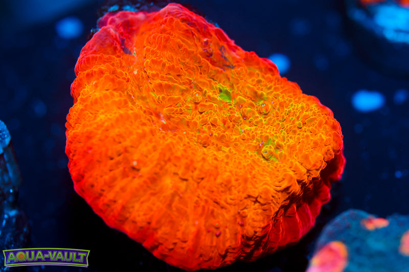 ARC Ludicrous Chalice 1