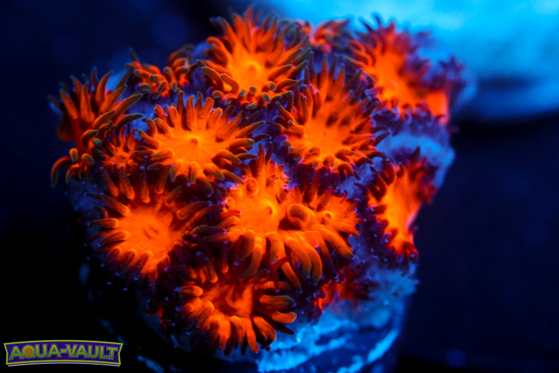 Spitfire Leptastrea 1