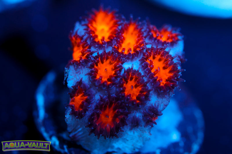 Spitfire Leptastrea 2