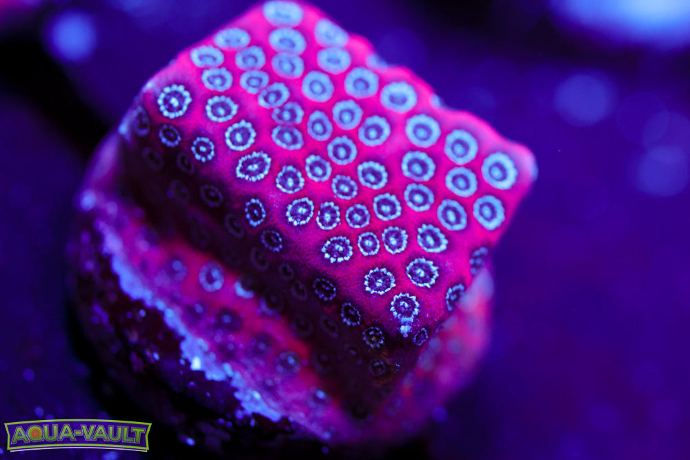 Darth Maul Porites 1