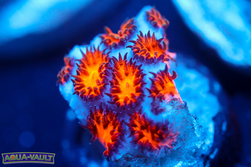 Spitfire Leptastrea 3