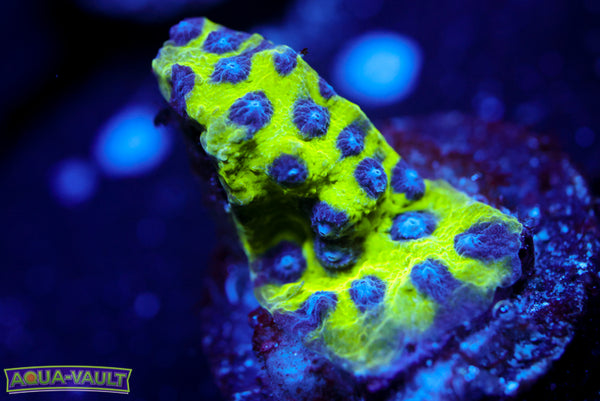 Master PPE Cyphastrea 1