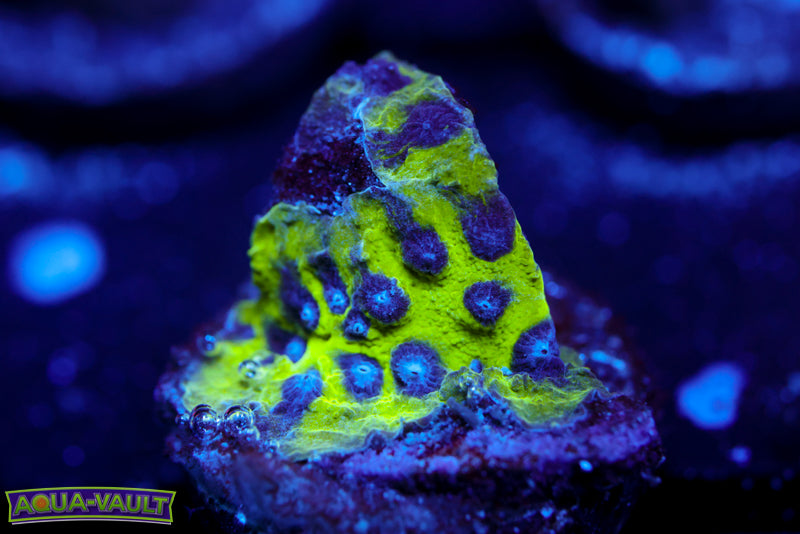 Master PPE Cyphastrea 2