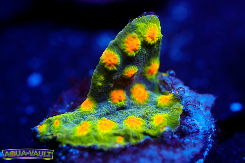 Jingle Bells Cyphastrea