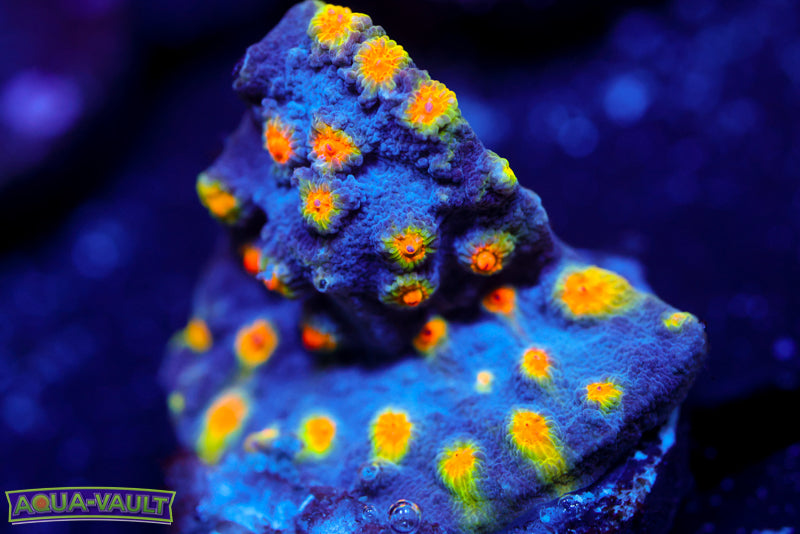 Buzz Lightyear Cyphastrea 2