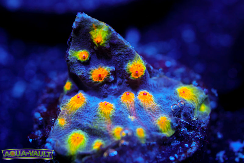 Buzz Lightyear Cyphastrea 1