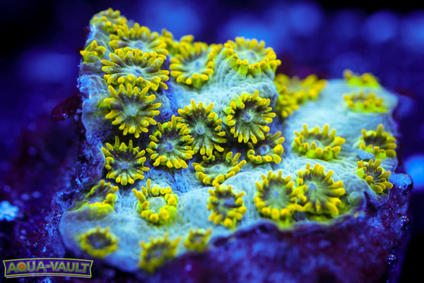 Seafoam Cyphastrea 1