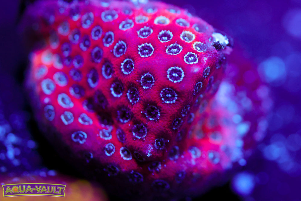 Darth Maul Porites 2