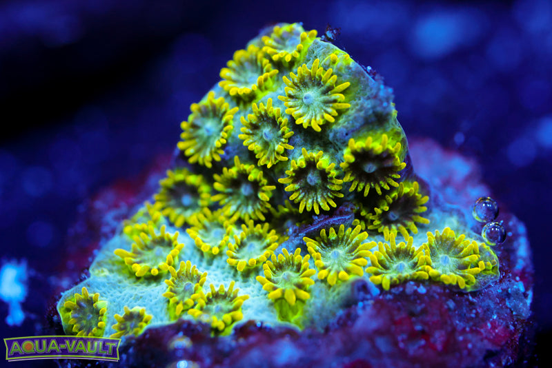 Seafoam Cyphastrea 2