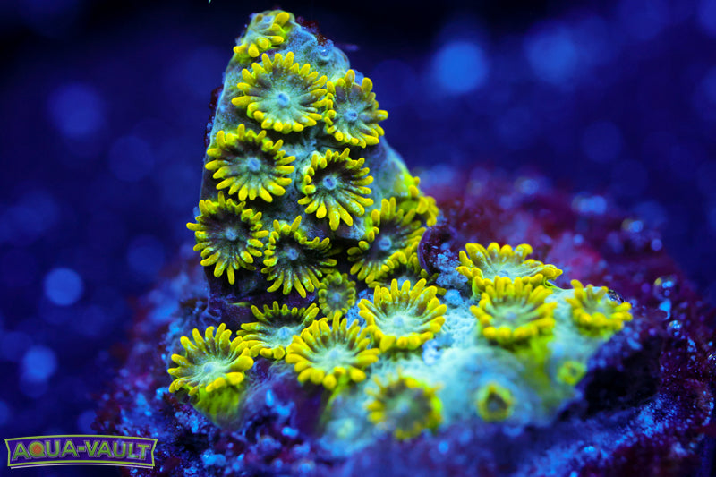 Seafoam Cyphastrea 3