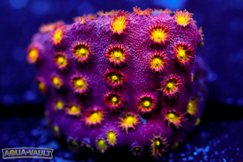 Bling Bling Cyphastrea 1