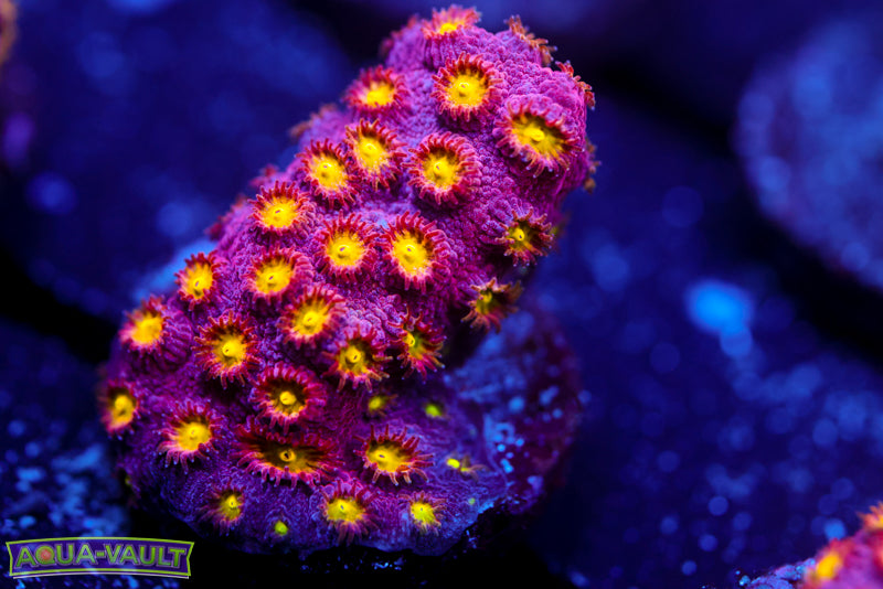 Bling Bling Cyphastrea 2