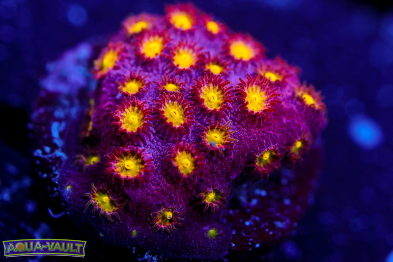 Bling Bling Cyphastrea 3