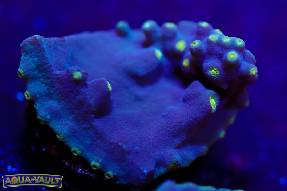 Plating Turbinaria 1