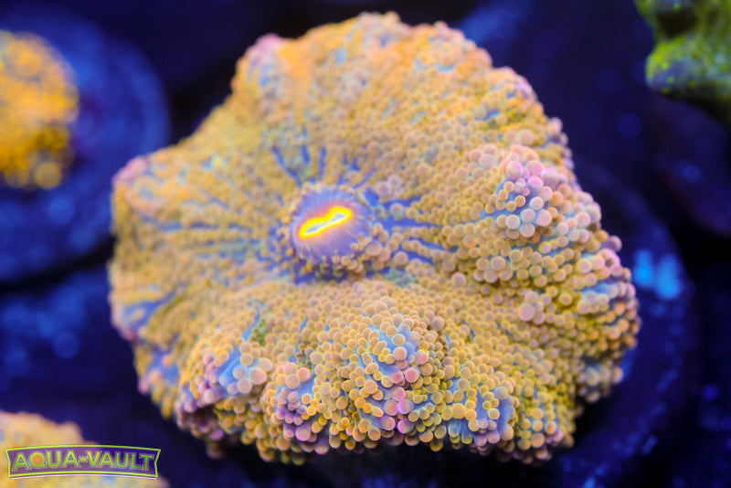 Treasure Chest Yuma 1