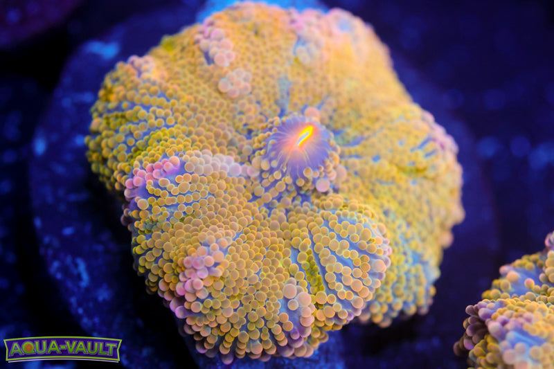 Treasure Chest Yuma 2