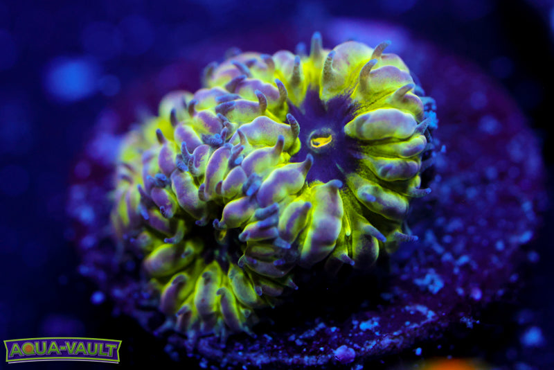 Master PPE Blasto Merletti 1