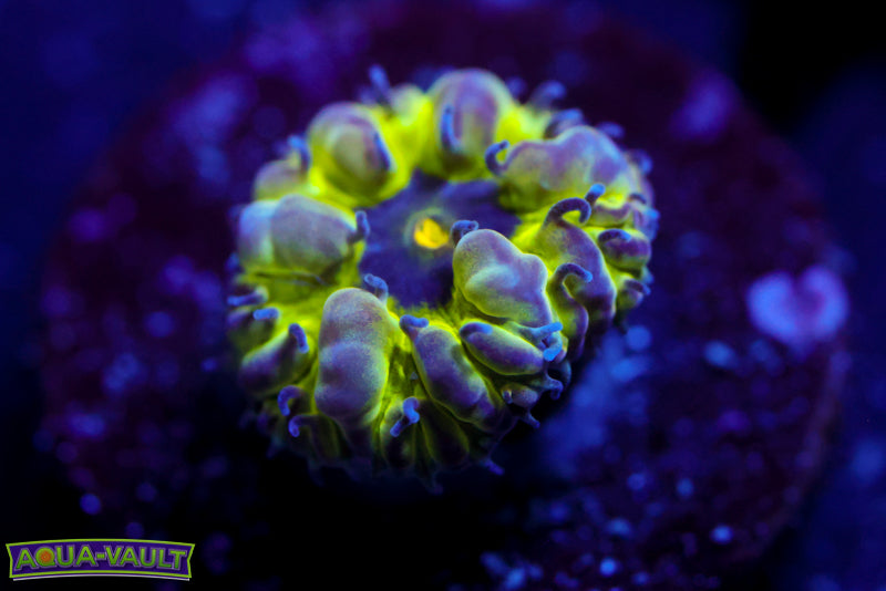 Master PPE Blasto Merletti 2