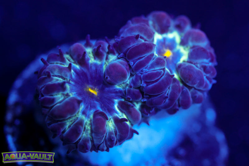 Black Raven Blasto Merletti 1