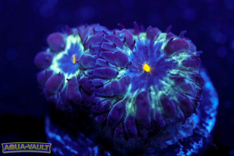 Black Raven Blasto Merletti 2