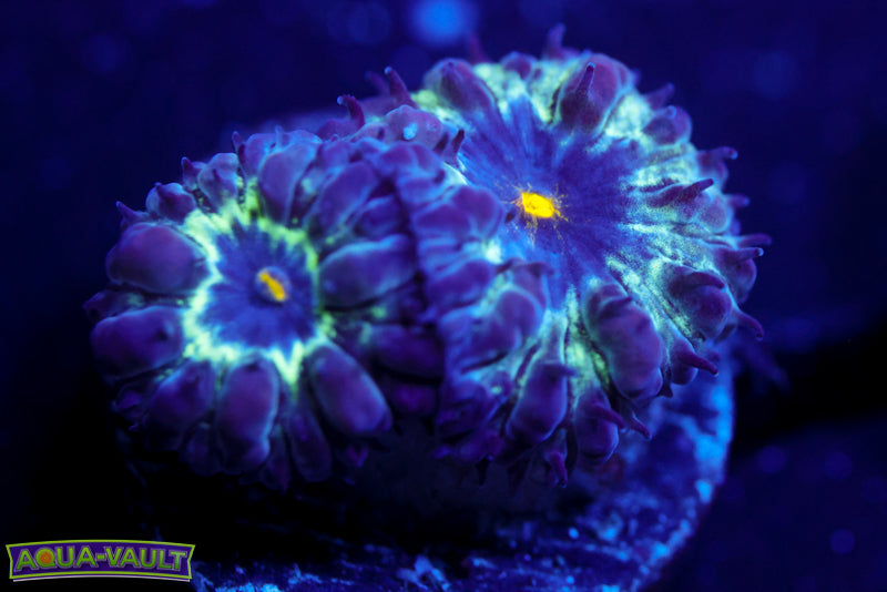 Black Raven Blasto Merletti 3