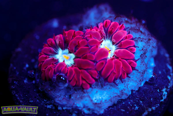 Blue Raven Blasto Merletti 1