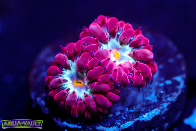 Blue Raven Blasto Merletti 2