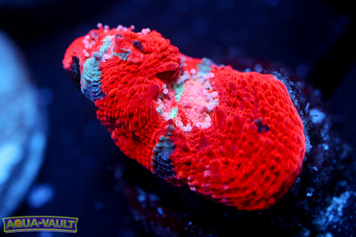 War Paint Bowerbanki