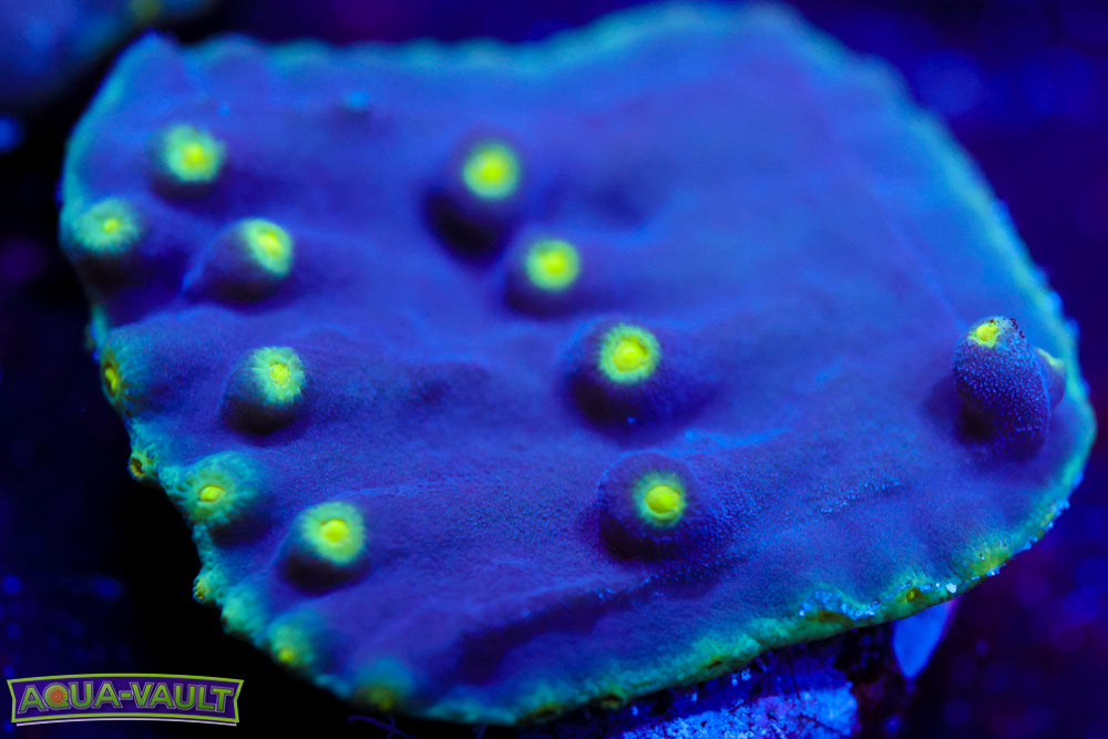 Plating Turbinaria 2