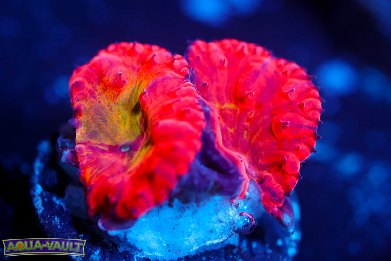 WWC Rainbow Blasto 1