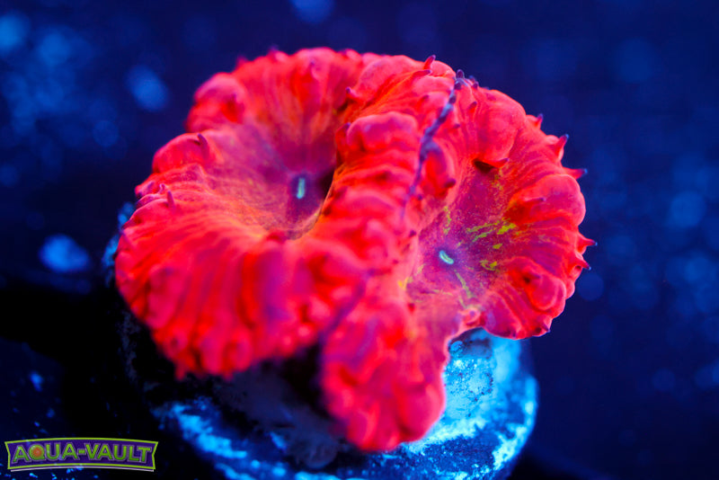 WWC Rainbow Blasto 2