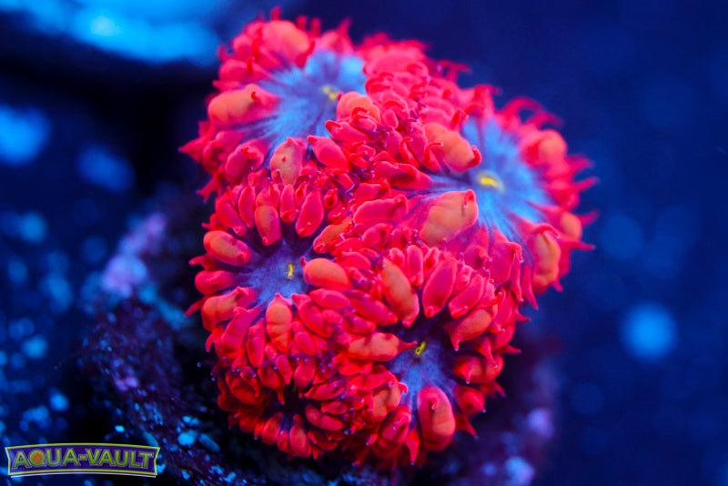 Superman Blasto Merletti 1