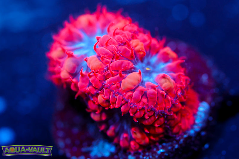 Superman Blasto Merletti 2