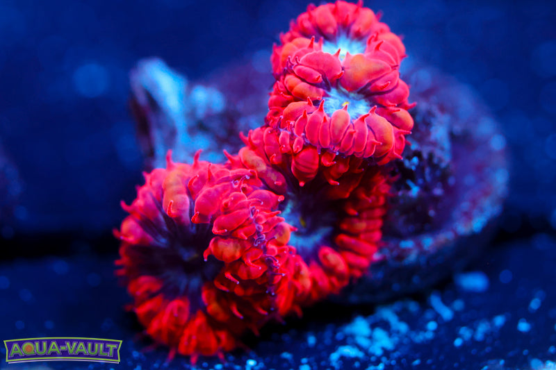 Superman Blasto Merletti 3