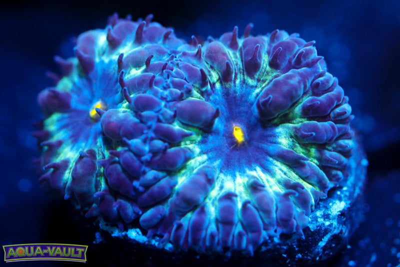 Black Raven Blasto Merletti 4