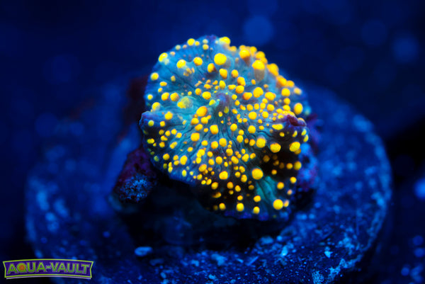 Solar Flare Interstellar Mushroom 1