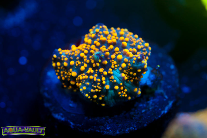 Solar Flare Interstellar Mushroom 2