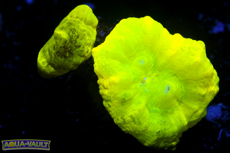Kryptonite Trumpet Coral 1