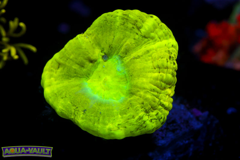 Kryptonite Trumpet Coral 2