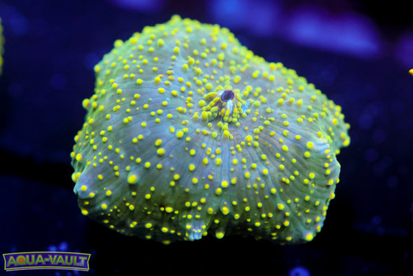 Green Pea Interstellar Mushroom 1